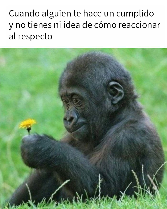 Bebé gorila confundido con una flor, imagen humorística para personas que usan el humor como mecanismo de apoyo.
