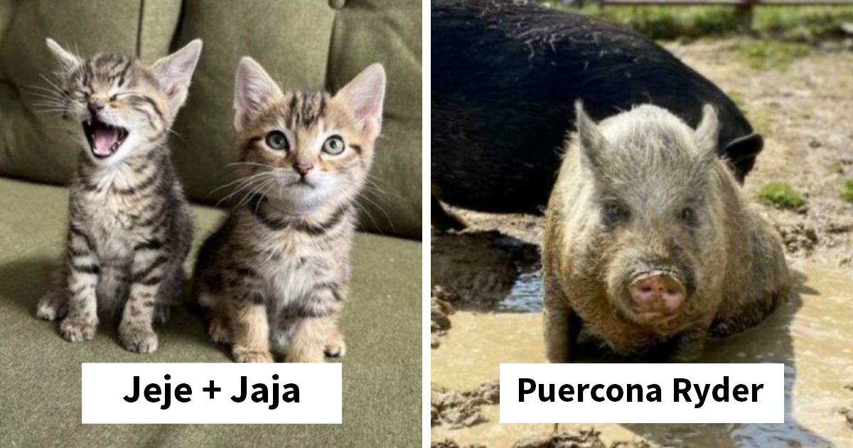 35 Mascotas con nombres tan geniales como divertidos