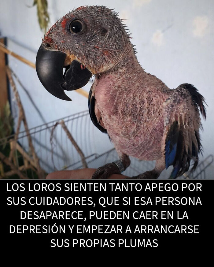 Loro sin plumas mostrando comportamiento inquietante relacionado con depresión, hecho creepy que asusta y sorprende mucho.