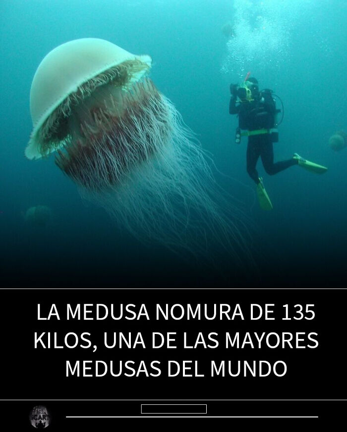 Búho estigio con ojos rojos brillantes en árbol, imagen que representa hechos inquietantes y perturbadores.