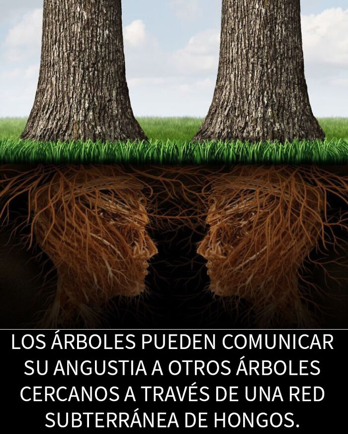 Raíces de árboles conectadas formando caras humanas, ilustrando hechos inquietantes y datos escalofriantes de redes subterráneas.