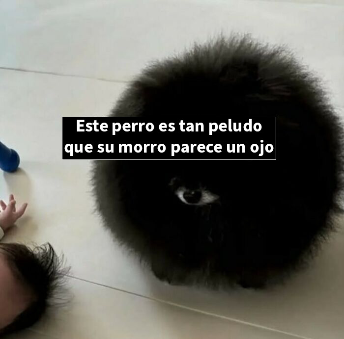 Perro negro con pelaje tan denso que su hocico parece un ojo en una foto divertida de captura de pantalla.