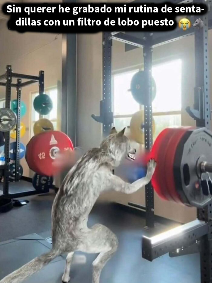 Hombre con filtro de lobo levantando pesas en el gimnasio, captura divertida para screenshots cómicas y virales.