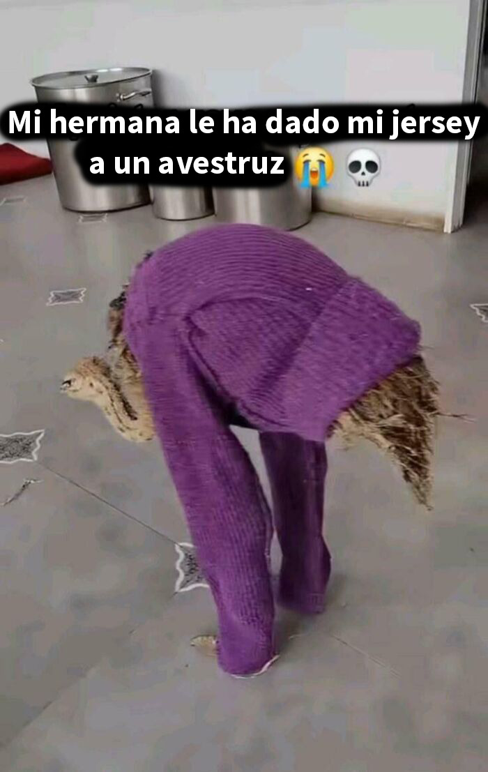 Avestruz con suéter morado usado, imagen divertida y captura graciosa para memes y pantallazos cómicos.