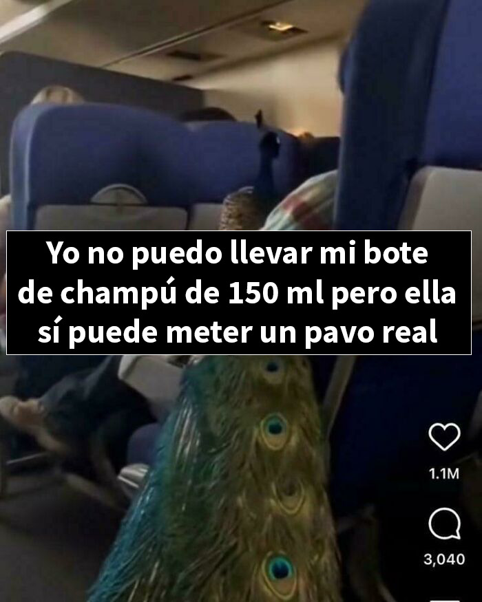Pavo real dentro de un avión con mensaje divertido sobre restricciones de líquidos y objetos permitidos en vuelos.