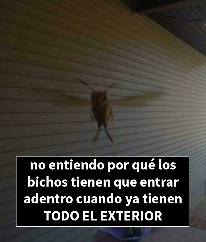 Insecto volando cerca de una pared con texto humorístico sobre la incomprensión de los insectos entrando a interiores.