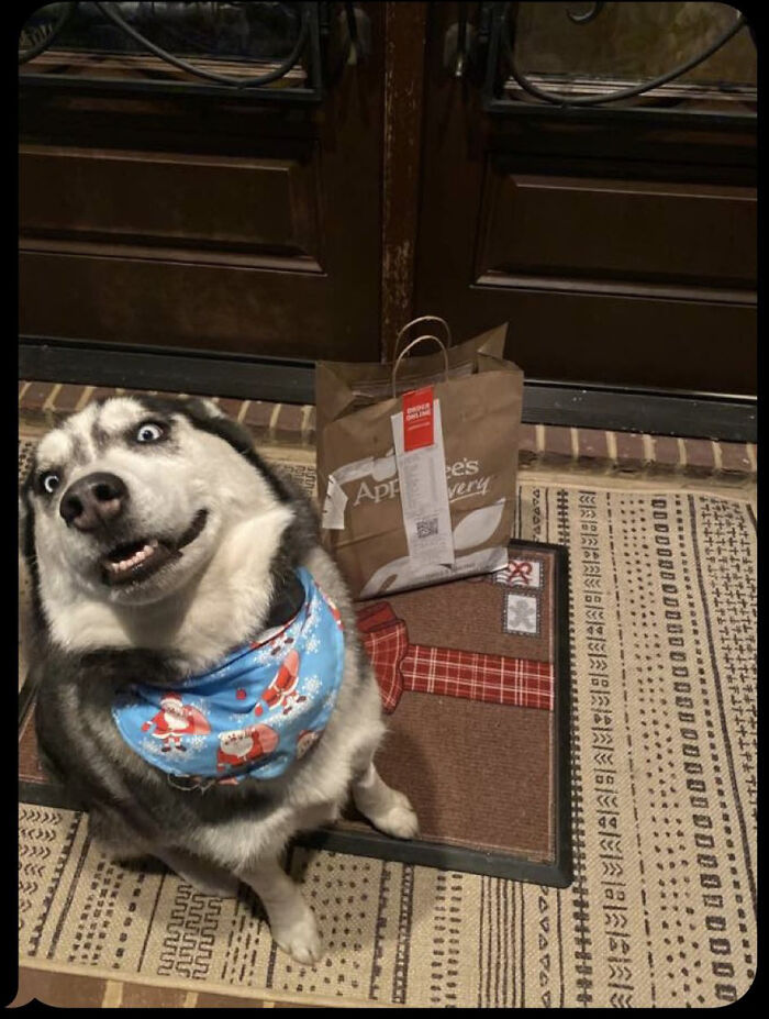 Mi perro haciendo photobomb en la confirmación de entrega