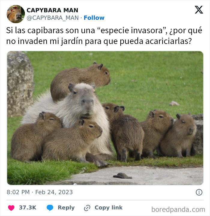Grupo de capibaras en el césped con texto humorístico, imagen perfecta para memes aleatorios que animan el día.