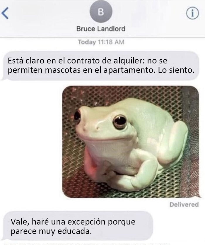 Conversación de texto divertida con una rana como mascota que causa risa y ternura en mensajes.