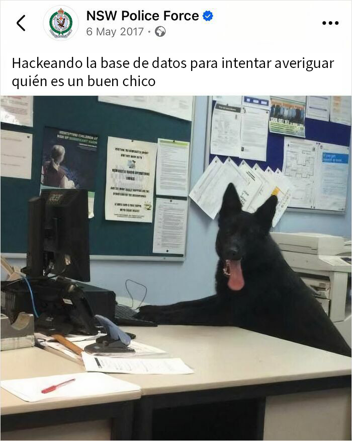 Imagina a la policía poniendo al perro en la silla y haciendo la foto