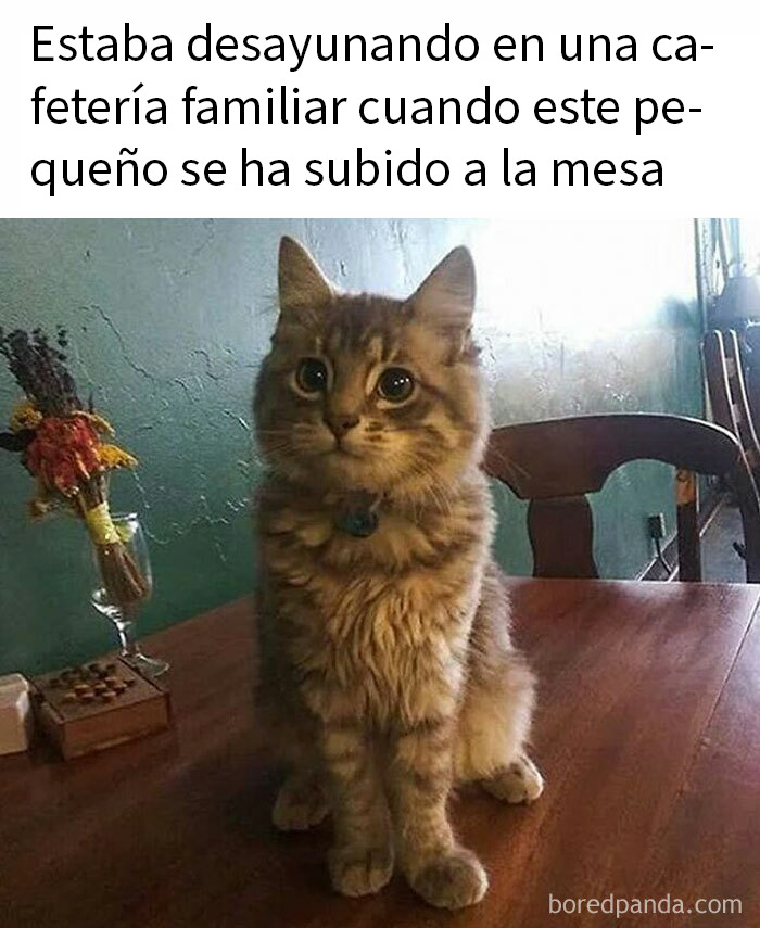 115 Silly Cats Who Are Just Out There Living Their Lives