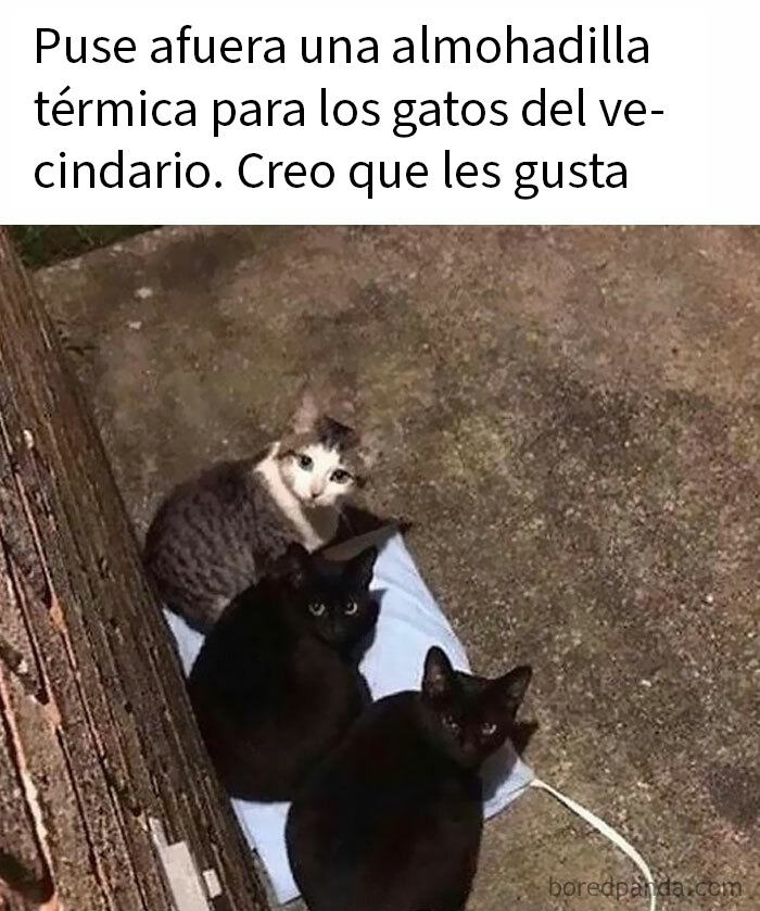 115 Silly Cats Who Are Just Out There Living Their Lives