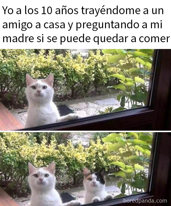 115 Silly Cats Who Are Just Out There Living Their Lives