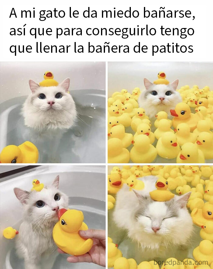 115 Silly Cats Who Are Just Out There Living Their Lives