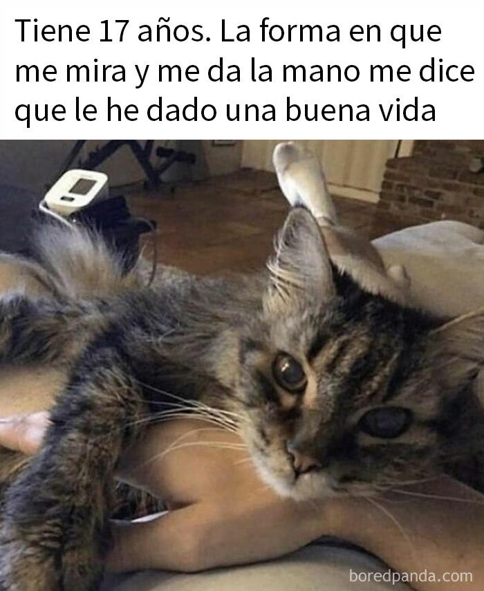 115 Silly Cats Who Are Just Out There Living Their Lives