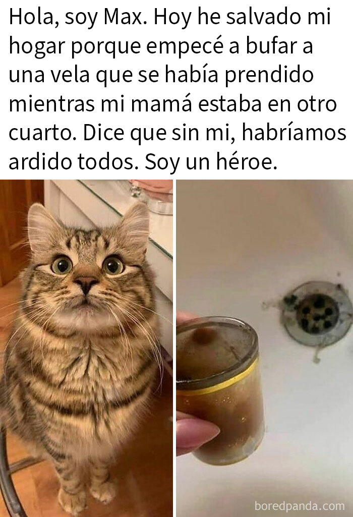 115 Silly Cats Who Are Just Out There Living Their Lives