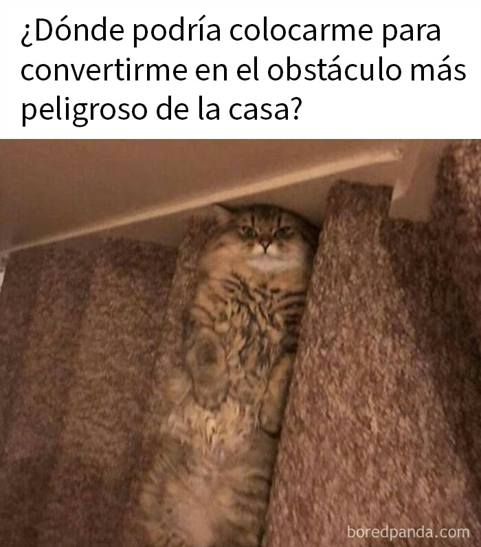 115 Silly Cats Who Are Just Out There Living Their Lives