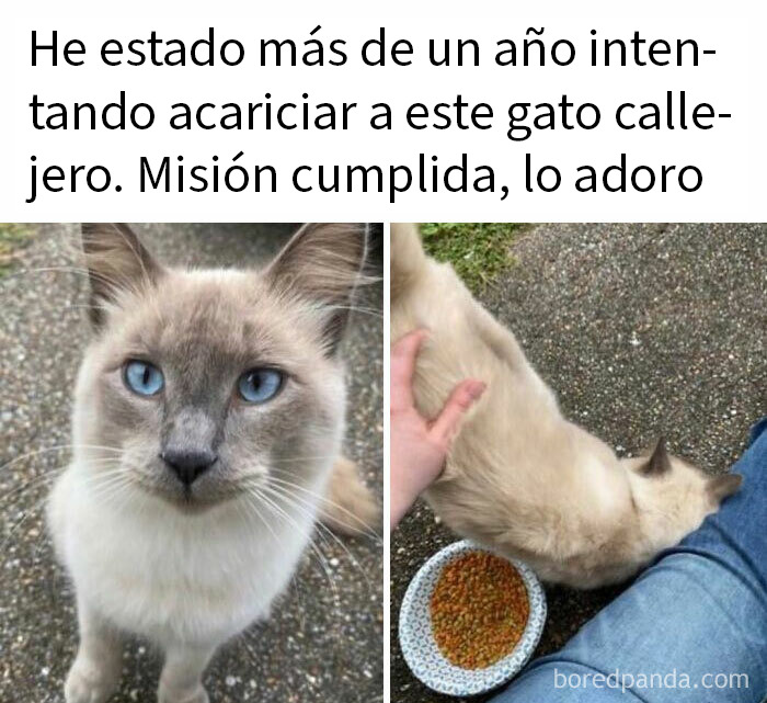 115 Silly Cats Who Are Just Out There Living Their Lives