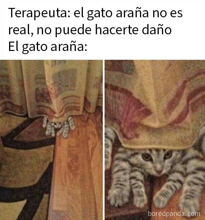 115 Silly Cats Who Are Just Out There Living Their Lives