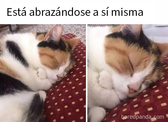 115 Silly Cats Who Are Just Out There Living Their Lives