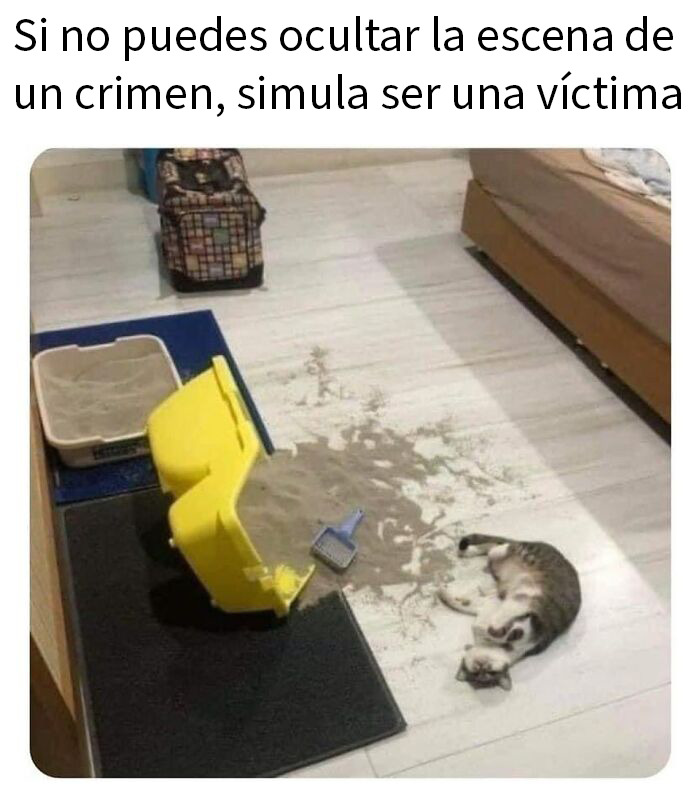 115 Silly Cats Who Are Just Out There Living Their Lives