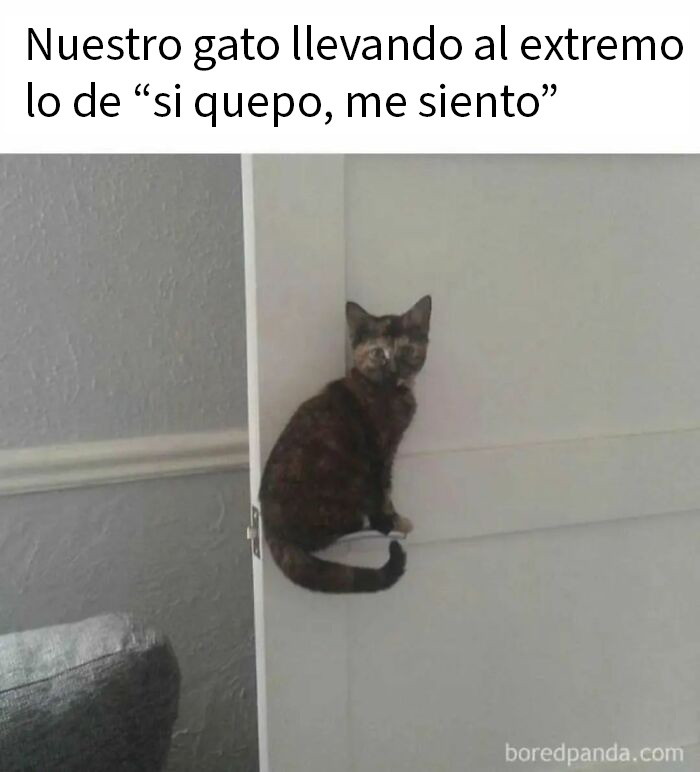 115 Silly Cats Who Are Just Out There Living Their Lives