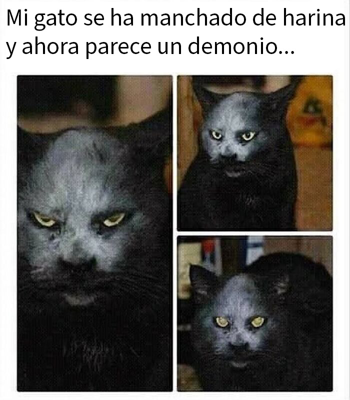 115 Silly Cats Who Are Just Out There Living Their Lives