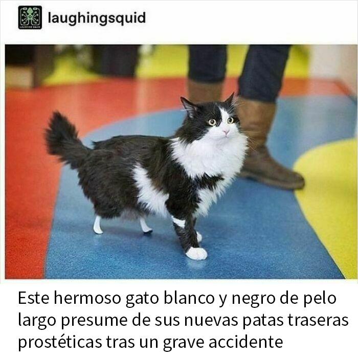 115 Silly Cats Who Are Just Out There Living Their Lives