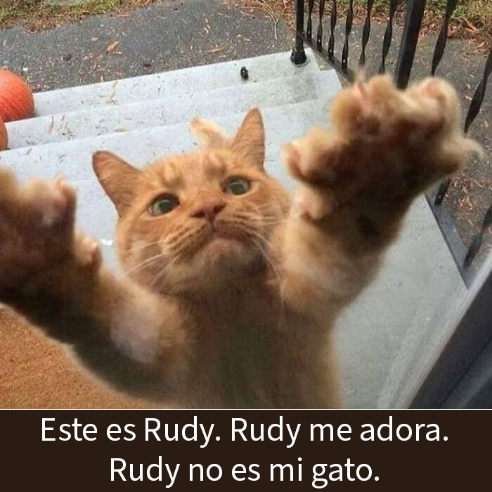 115 Silly Cats Who Are Just Out There Living Their Lives