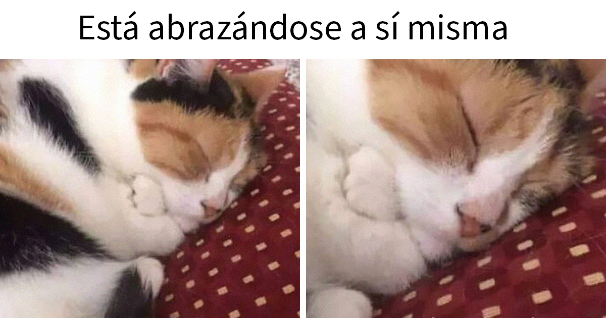 20 Memes de gatos adorables viviendo su vida