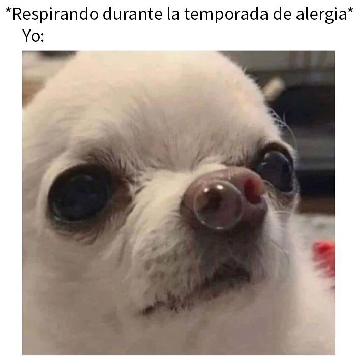 This Page Shared 50 Funny Memes For Your Daily Dose Of Cute Animal Content