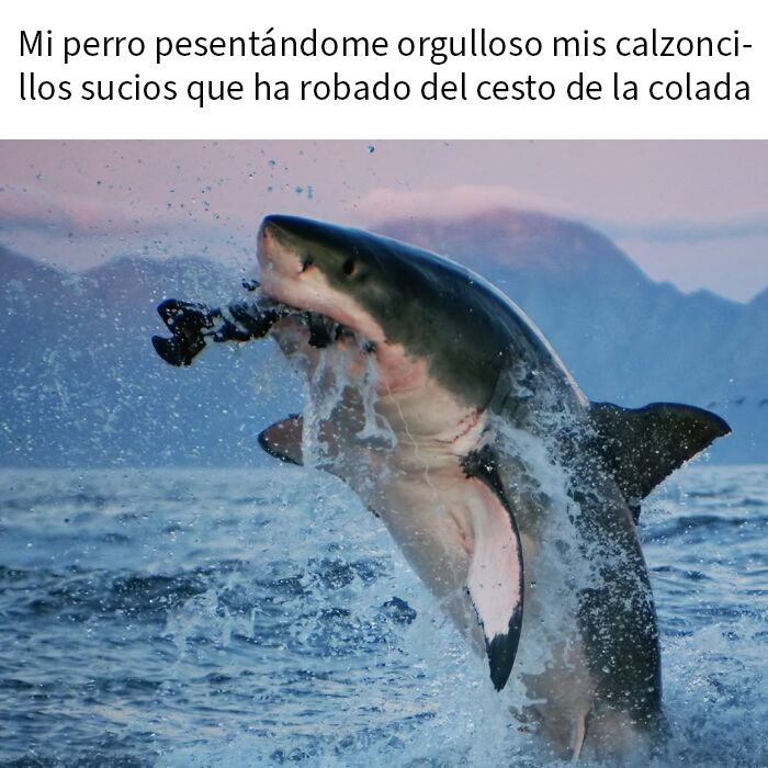 This Page Shared 50 Funny Memes For Your Daily Dose Of Cute Animal Content