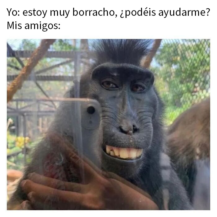 This Page Shared 50 Funny Memes For Your Daily Dose Of Cute Animal Content