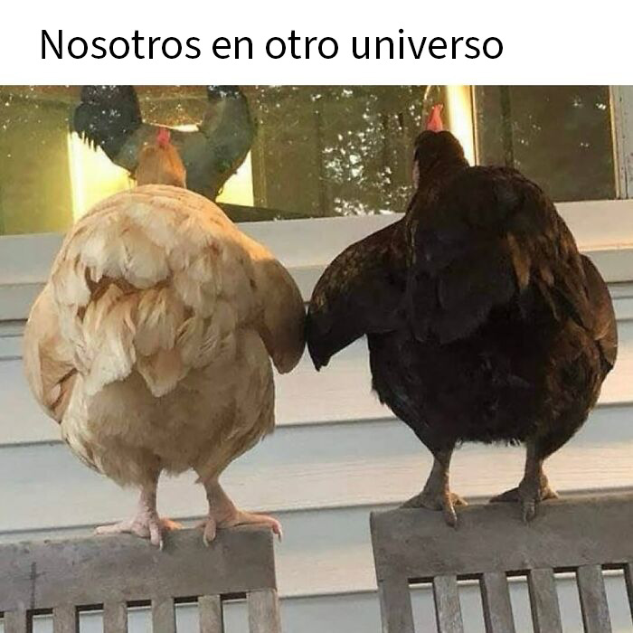 This Page Shared 50 Funny Memes For Your Daily Dose Of Cute Animal Content