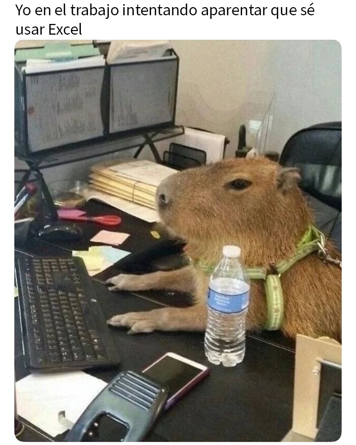 This Page Shared 50 Funny Memes For Your Daily Dose Of Cute Animal Content