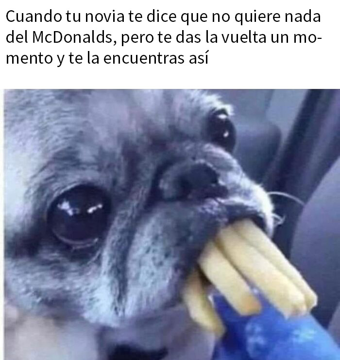 This Page Shared 50 Funny Memes For Your Daily Dose Of Cute Animal Content