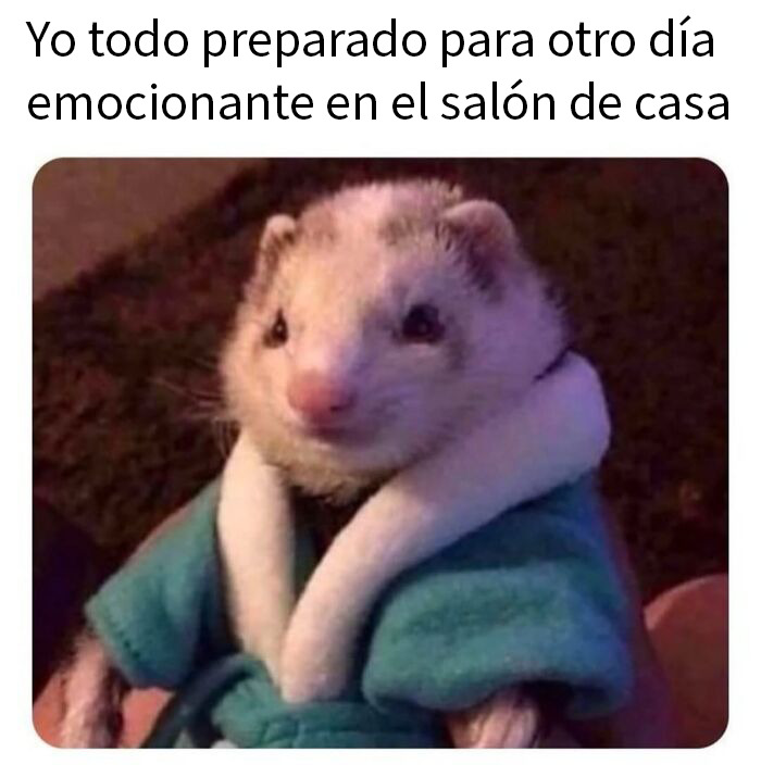 This Page Shared 50 Funny Memes For Your Daily Dose Of Cute Animal Content