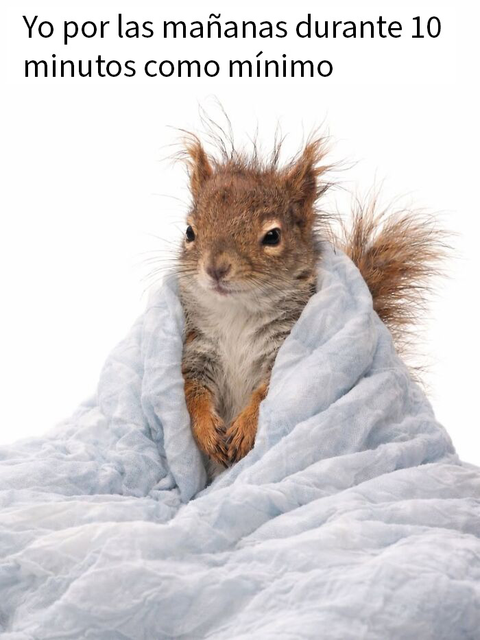 This Page Shared 50 Funny Memes For Your Daily Dose Of Cute Animal Content