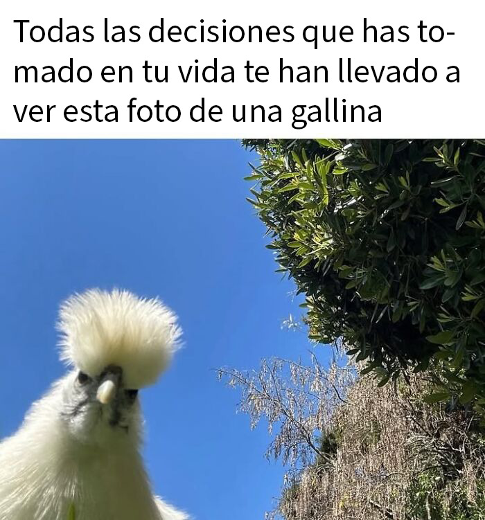 This Page Shared 50 Funny Memes For Your Daily Dose Of Cute Animal Content