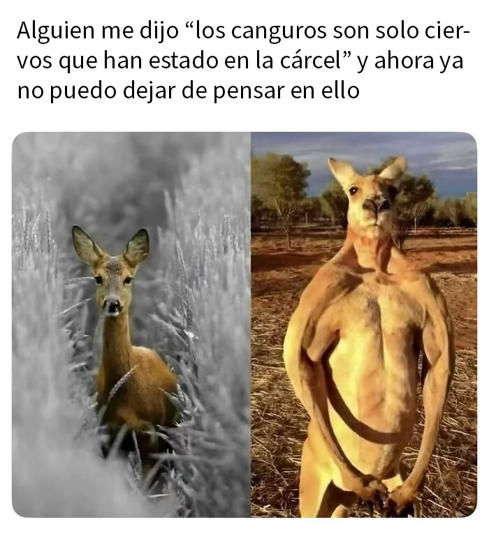 This Page Shared 50 Funny Memes For Your Daily Dose Of Cute Animal Content