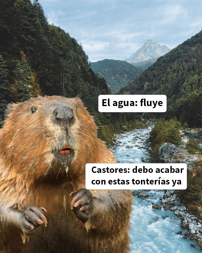 This Page Shared 50 Funny Memes For Your Daily Dose Of Cute Animal Content