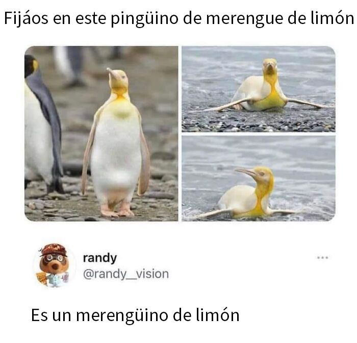 This Page Shared 50 Funny Memes For Your Daily Dose Of Cute Animal Content