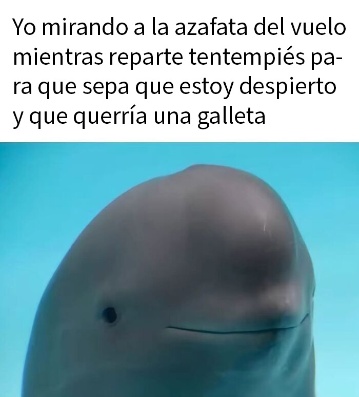 This Page Shared 50 Funny Memes For Your Daily Dose Of Cute Animal Content