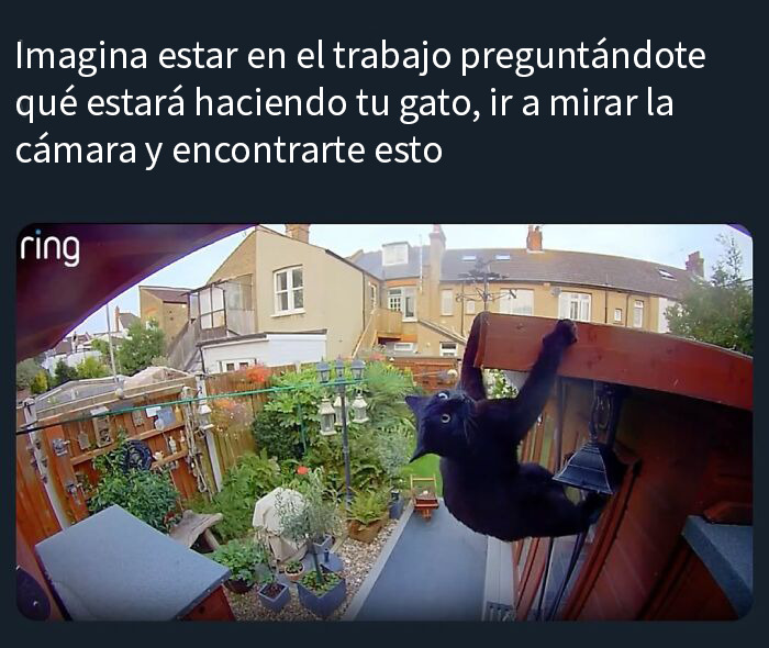 This Page Shared 50 Funny Memes For Your Daily Dose Of Cute Animal Content