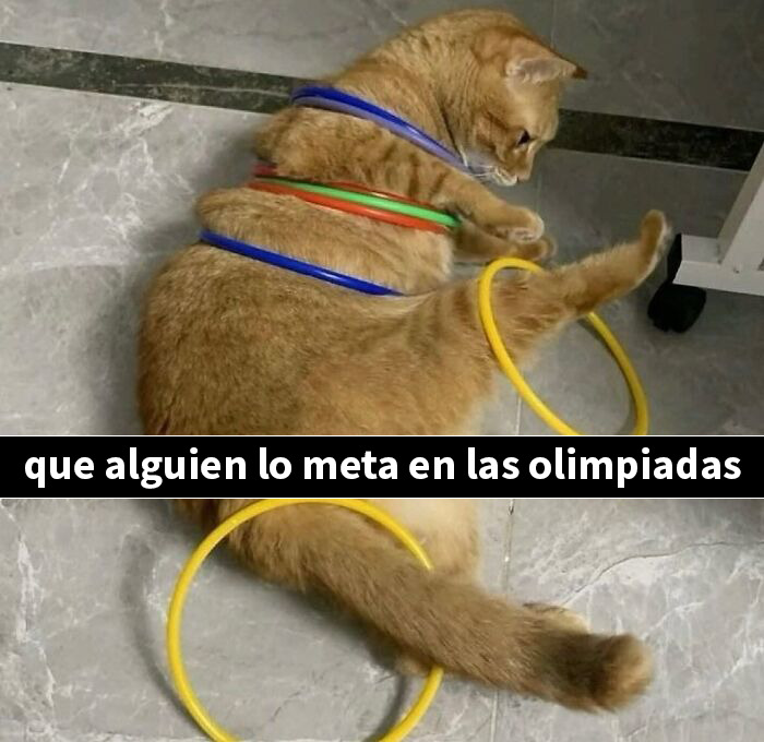 This Page Shared 50 Funny Memes For Your Daily Dose Of Cute Animal Content