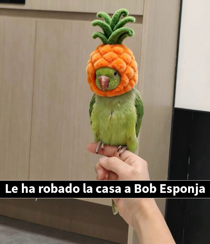 This Page Shared 50 Funny Memes For Your Daily Dose Of Cute Animal Content