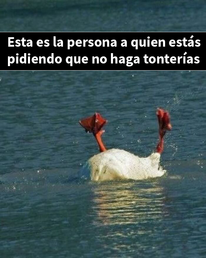 This Page Shared 50 Funny Memes For Your Daily Dose Of Cute Animal Content