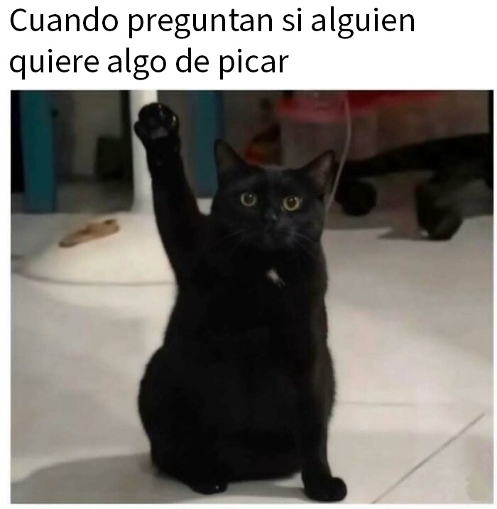 50 Funny Memes To Remind You How Awesome Cats Are