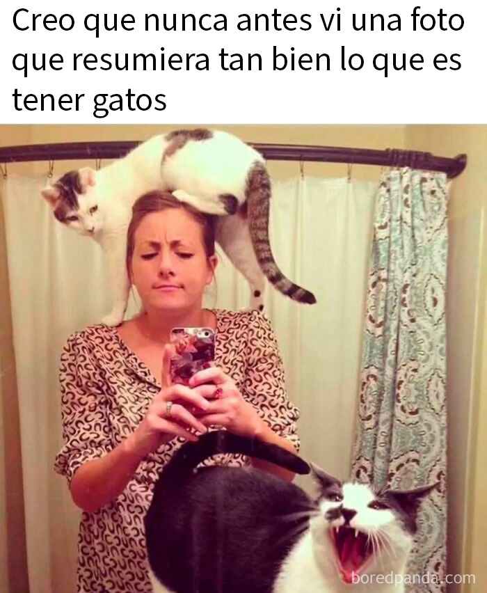 50 Funny Memes To Remind You How Awesome Cats Are