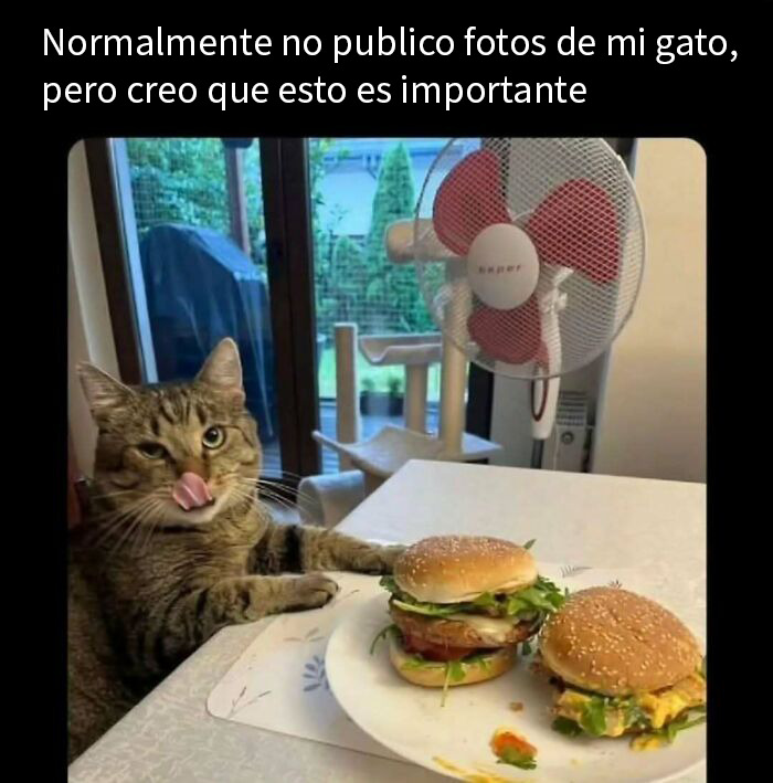 50 Funny Memes To Remind You How Awesome Cats Are